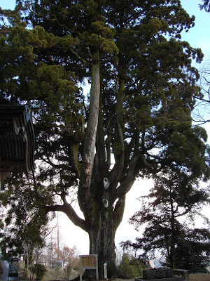岡山県美咲町両山寺の二上杉(ふたがみすぎ)