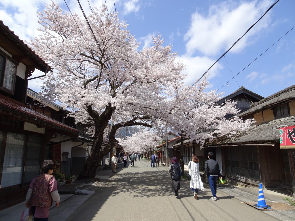 岡山県新庄村・がいせん桜