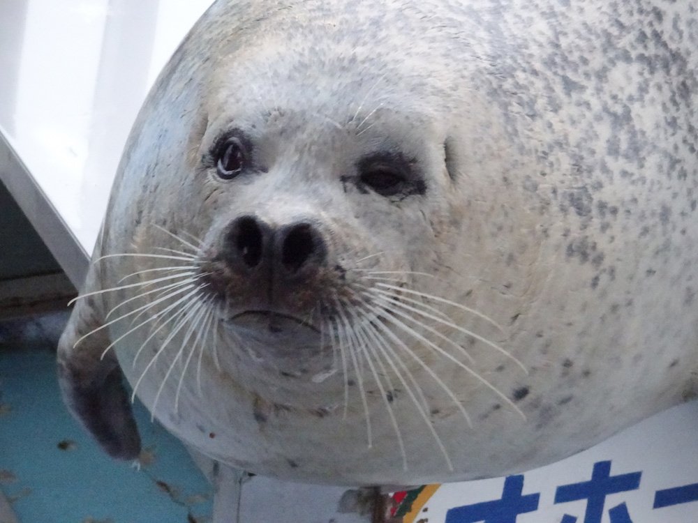 北海道・紋別・流氷ツアー