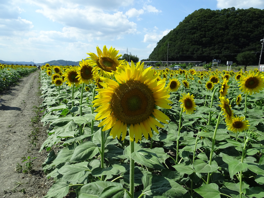 笠岡ベイファーム ひまわり畑