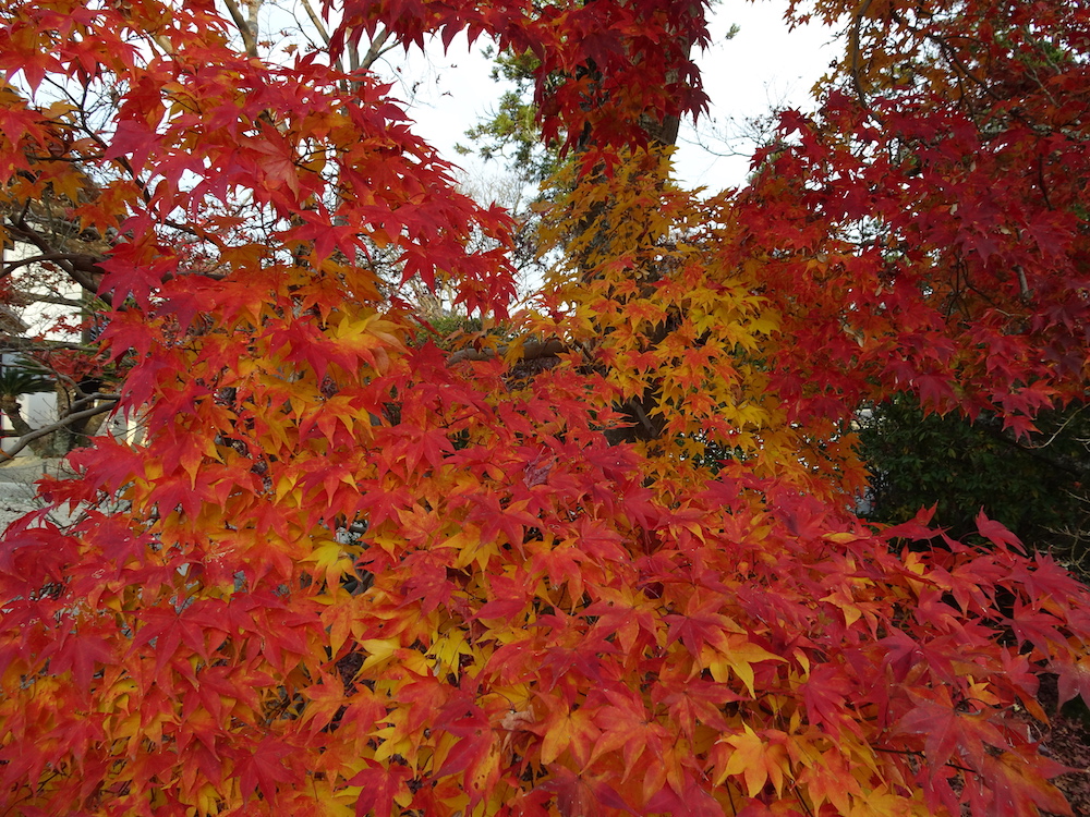 宝福寺で紅葉狩り